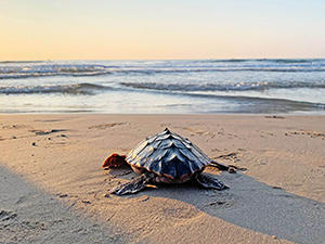La conservación del Mediterráneo comienza salvando a una tortuga